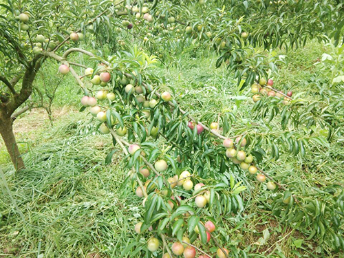 今年会·(中国大陆)认证慈善机构
